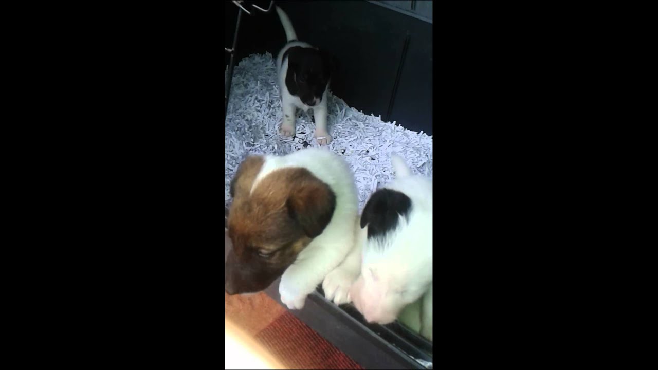 ROBINSTOWN FOXTERRIERS smooth fox terrier puppies.