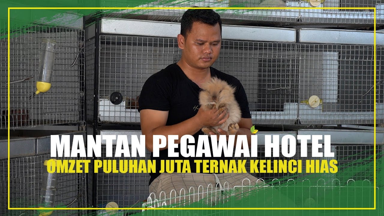 TERNAK KELINCI HIAS PROSPEKNYA JELAS