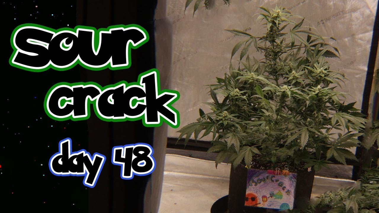 how to grow weed - sour crack series day 48 ~ #organic #garden #cannabis #cultivation