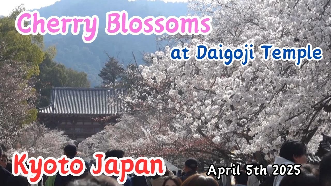 Cherry blossoms at Daigoji Temple are in full bloom.