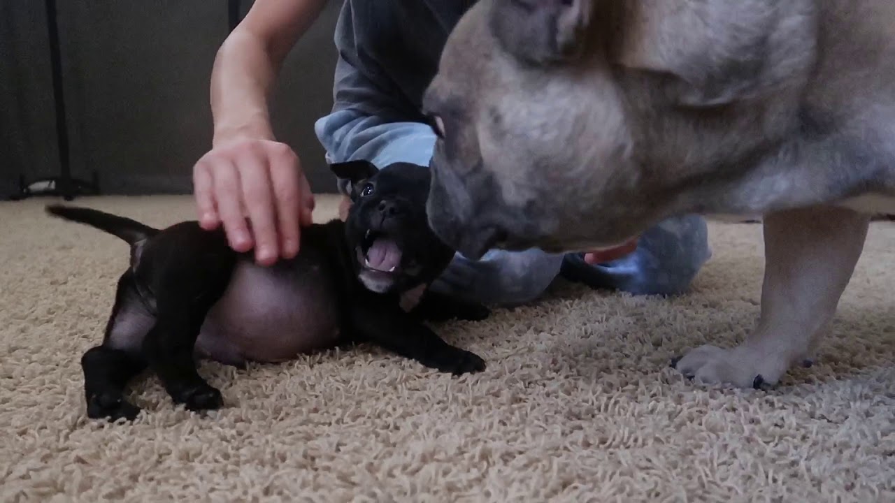 My Dog Meets a Puppy!