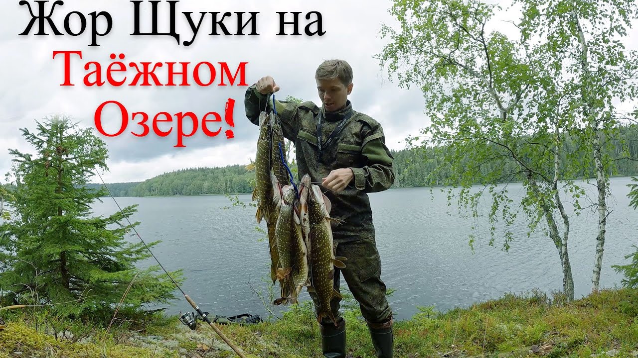 Ловля Щуки на Спиннинг по Глухому Озеру в Тайге ! UHD