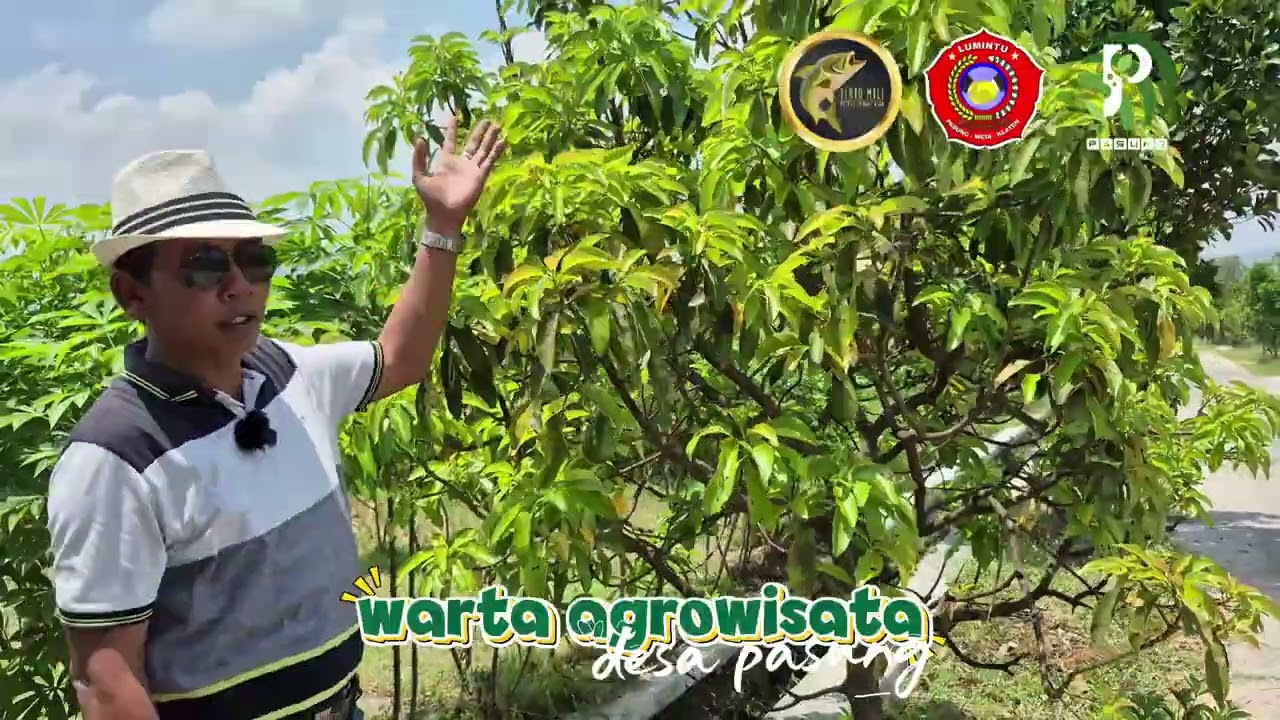 Keliling Agrowisata Desa Pasung bersama Pak Kades Ambon. Monggo boleh dipetik semuaa. Gratissssss...