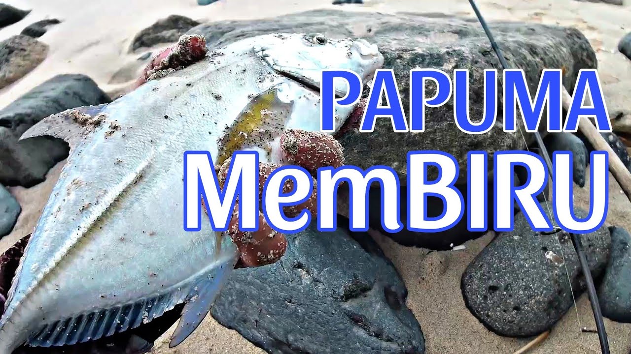 Mumpung badai sedikit reda, saatnya cek isi laut Papuma