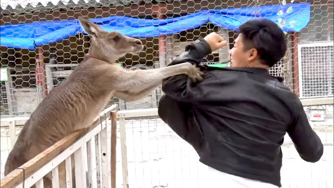 カンガルーvs空手家