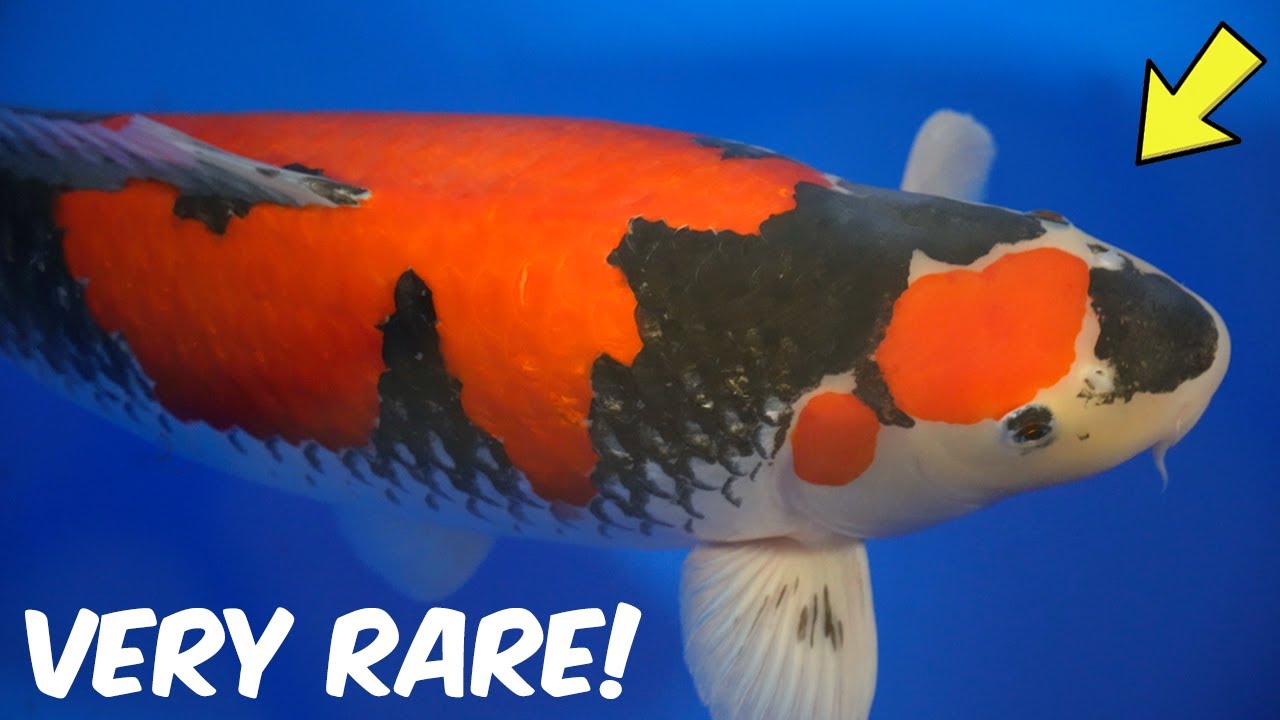 Very Rare Ochiba and Goshiki Koi Fish! **Sakura Prize Winners**