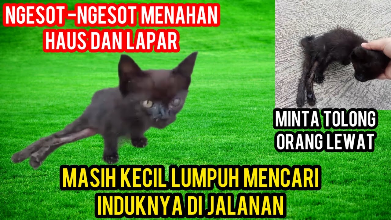 Anak Kucing Lumpuh Mencari Induknya Di Jalanan Cat Lovers Menangis Lihat Video Ini..‼️