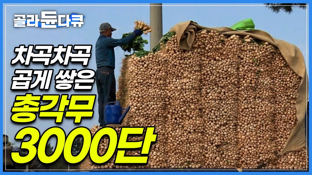 꼬박 12시간, 밭에서 손으로 하나하나 뽑아낸 ‘8톤’ 총각무│달고 아삭한 노지 재배 가을 총각무 수확 현장│김장 재료│김치│극한직업│#골라듄다큐