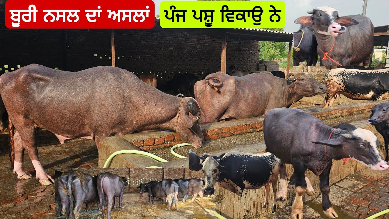 ਤੋਕੜ ਝੋਟੀ ਦੁੱਧ ਦਿੰਦੀ ਬੂਰੀ ਝੋਟੀ ਬੂਰਾ ਝੋਟਾ ਇੱਕ ਗਾ ਇੱਕ ਕੱਟੀ ਪੰਜ ਪਸ਼ੂ ਵਿਕਾਉ ਬਠਿੰਡੇ ਡੇਅਰੀ ਵਿੱਚ ਬਰੀਡ ਤੇ ਕੰਮ