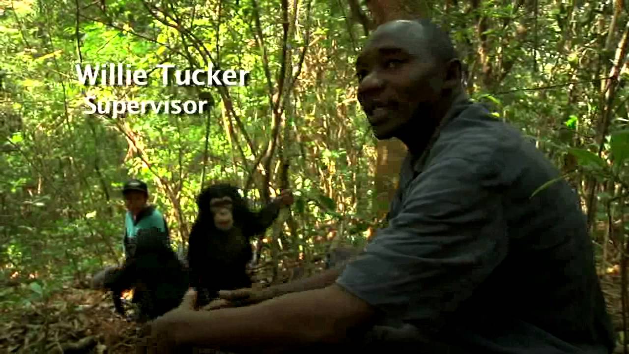 Tacugama Chimpanzee Sanctuary 2012.mov