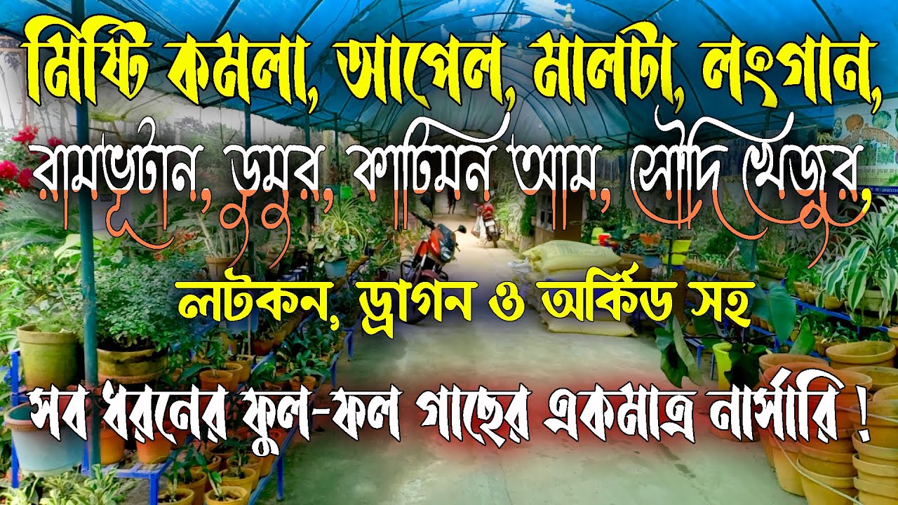 দুনিয়ার সব ধরনের ফল ও ফুল গাছের একমাত্র নার্সারি ! Thai variety fruit plant nursery !