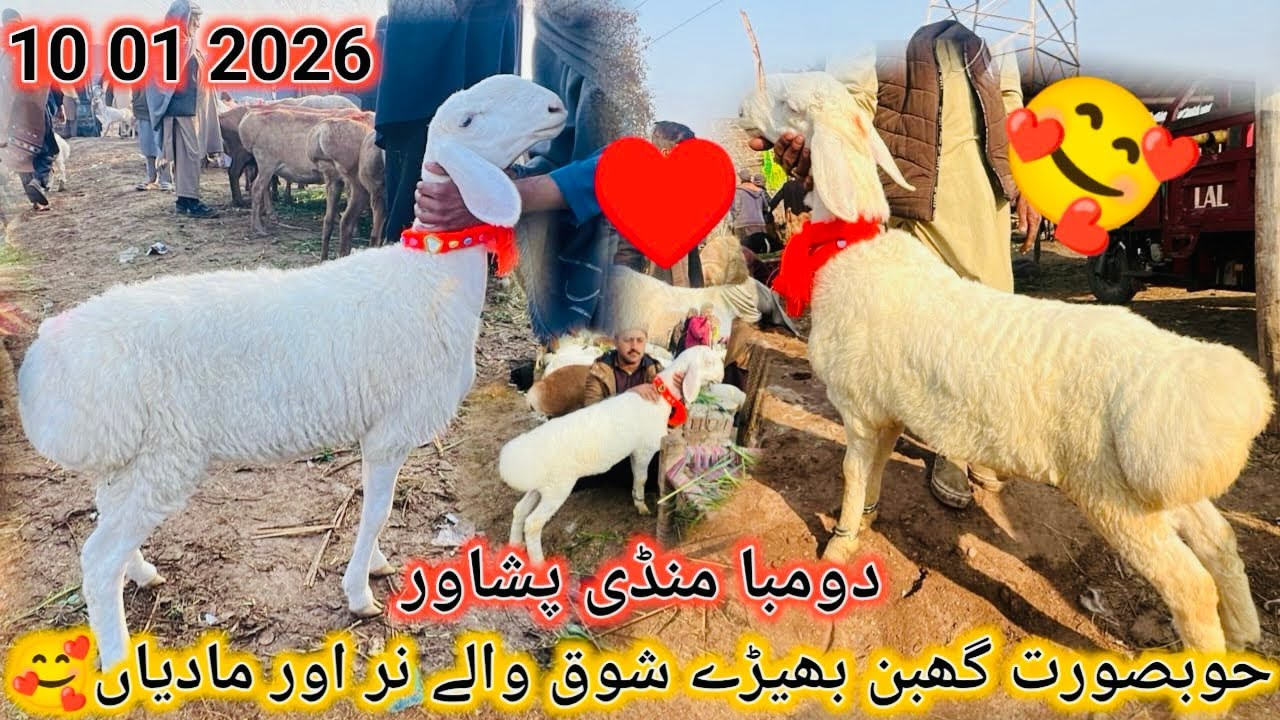 Hubsurat Ghabaan Dumbia Shooq Walay Male Or Female😍l Dumba Market Peshawar Latest Update 10 01 2026