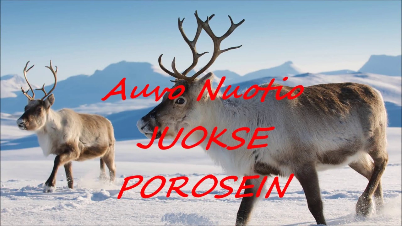 Alpo Nuoli- Juokse porosein - 1954