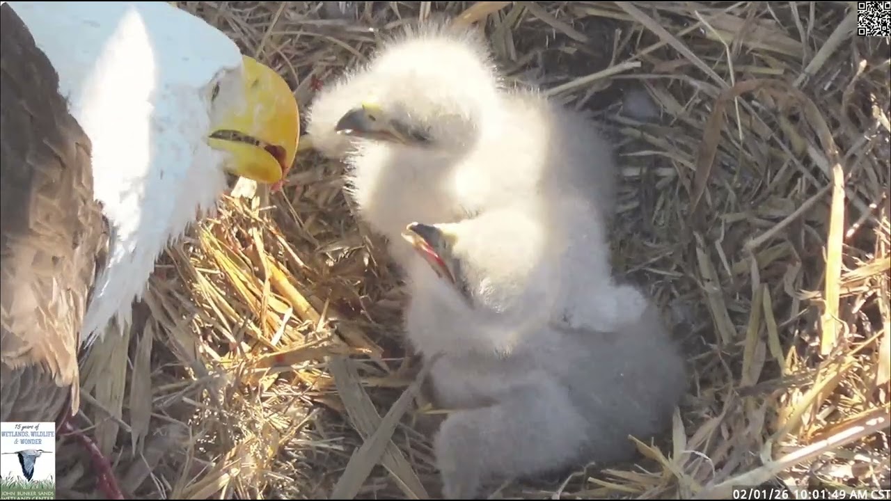Eaglets getting fed.