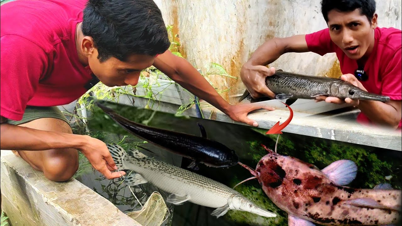 CAMPUR IKAN IKAN BESAR LELE PUTIH ALIGATOR CHANNA Oscar kerapu