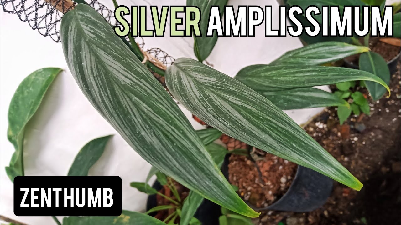 Epipremnum Amplissimum 