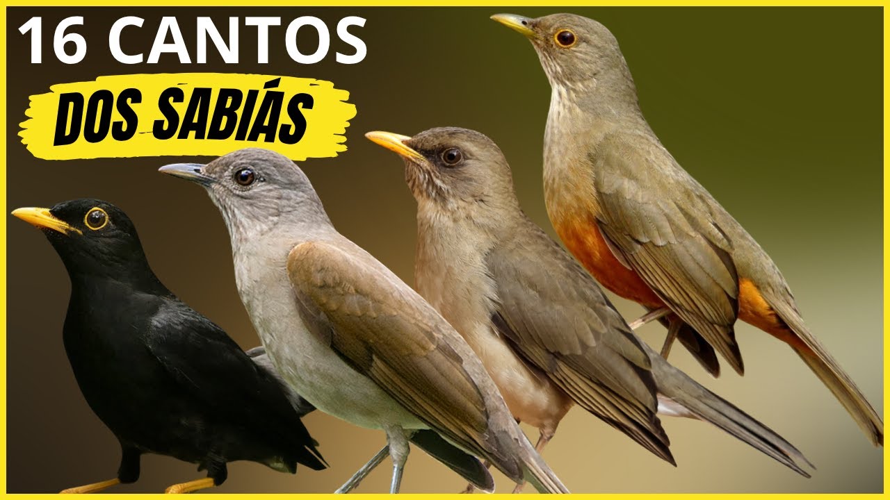 16 Cantos de Sabiás Aprenda a Reconhecer Cada Espécie Pelo Som!