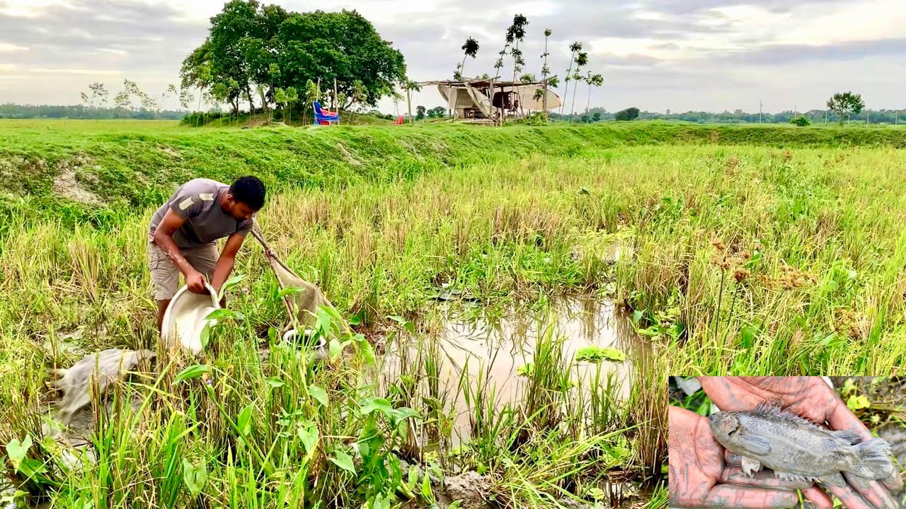 ধান কাটার পরে জমা পানি সেচে গ্রামের মাছ ধরার সুন্দর ভিডিও। best new village fishing videos 2025 .