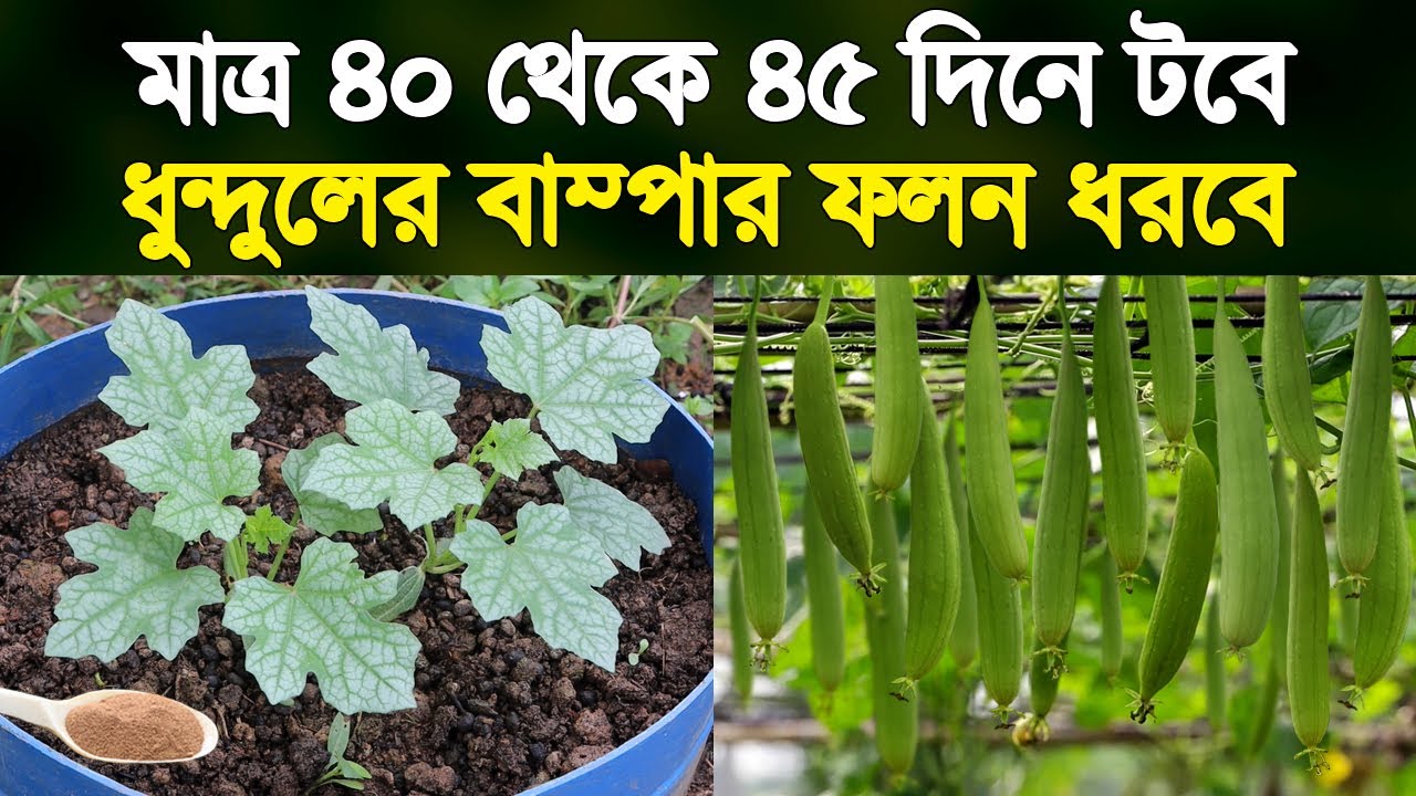 মাত্র ৪৫ দিনে টবে ধুন্দলের বাম্পার ফলন ধরবে - ধুন্দল চাষ ও পরিচর্যা করার পদ্ধতি - Sponge Gourd