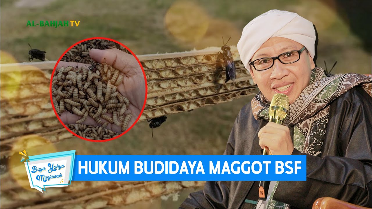 Hukum Budidaya Maggot BSF | Buya Yahya