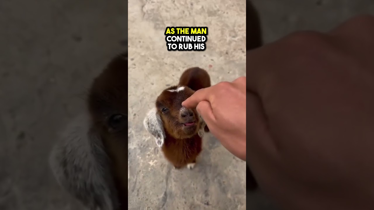 This Baby Goat will not be happy when pet ❤️