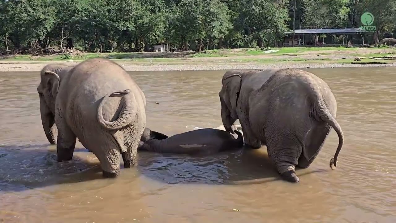 Namthip’s Journey: Finding Love and Happiness in Her New Family - ElephantNews