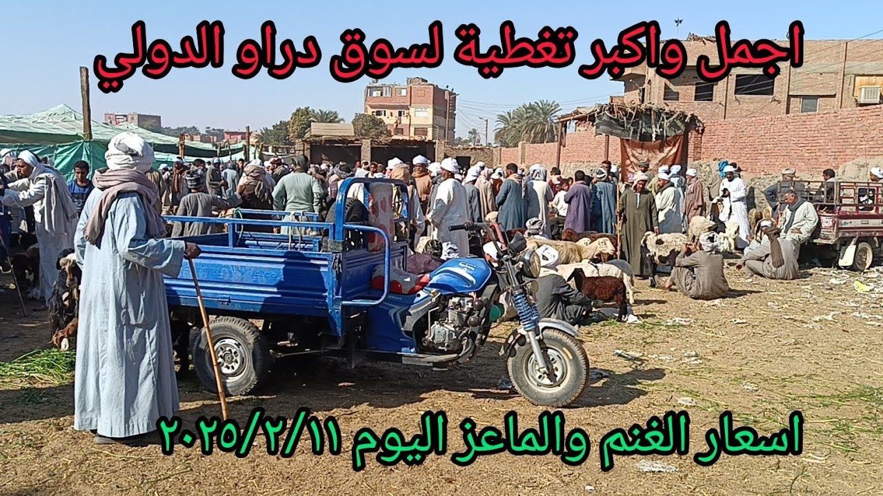 اسعار الغنم والماعز داخل سوق دراو بمحافظة أسوان اليوم ٢٠٢٥/٢/١١