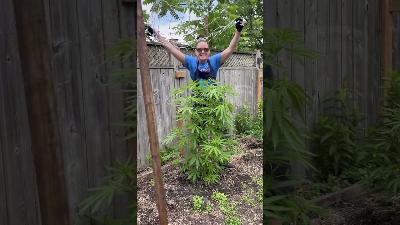 Summer Grow-off Selection 👉🏻Zaza 🦨  #summer #garden #skunks #outdoors #competition #backyard