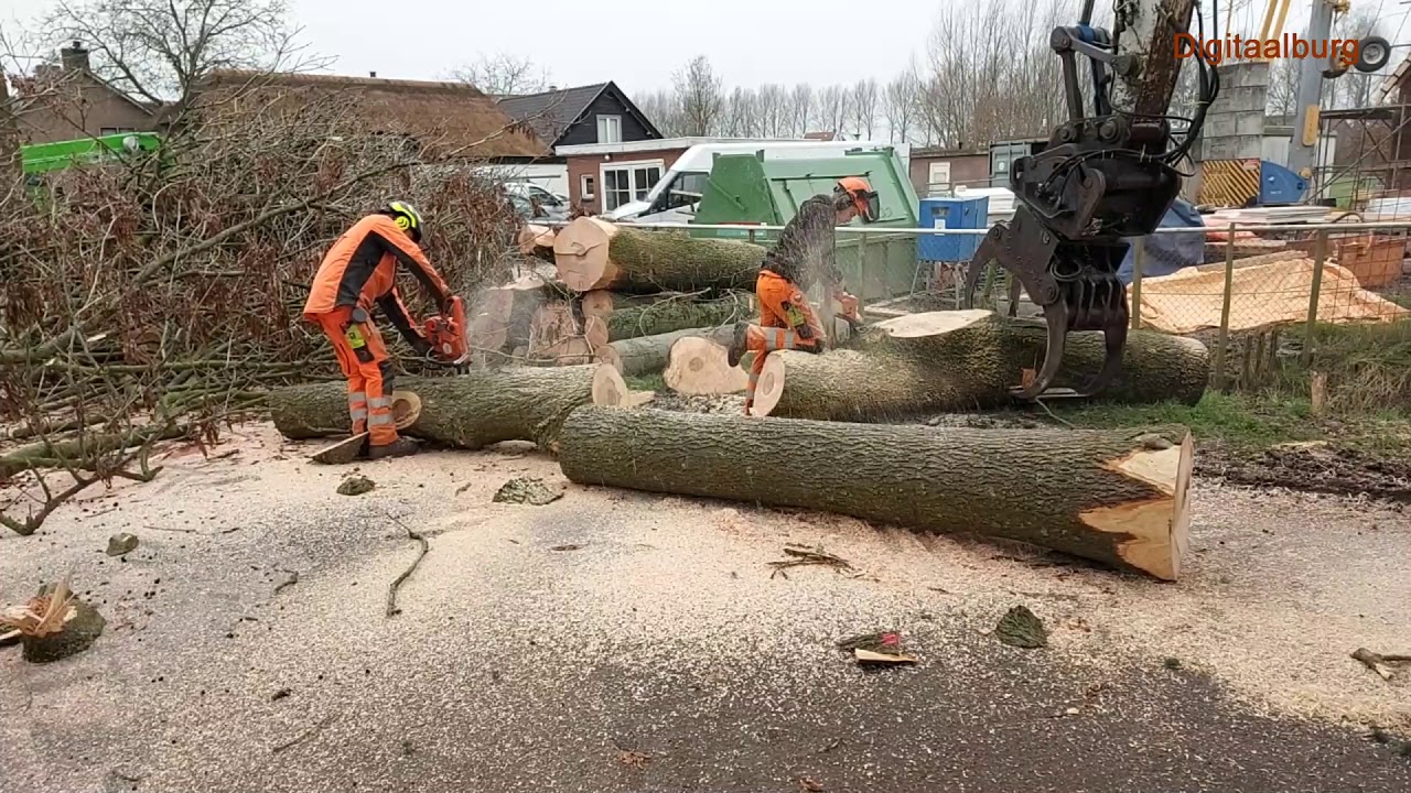 Rooien van zieke bomen in Nieuwaal (video)
