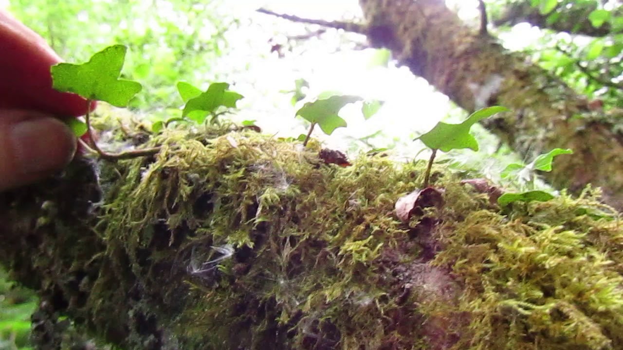 Otherworld and Magical Regeneration...Losing Our way and Finding a Path