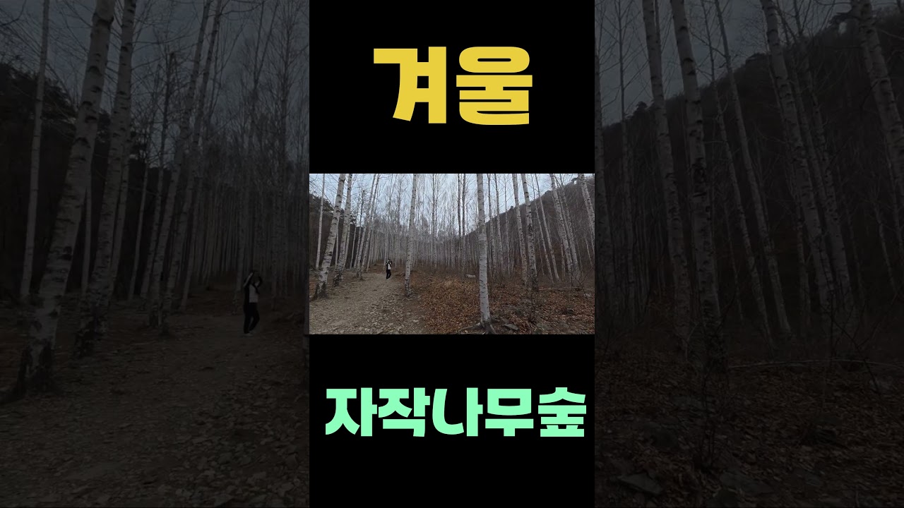 영양 자작나무숲/ 죽기전에 가봐야 할 곳!