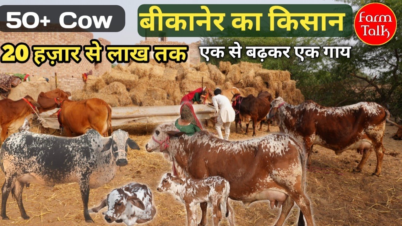 ​बीकानेर के किसान की 50 गाय बिकाऊ | मात्र ₹20,000 से शुरू 🥳 1 लाख तक की गाय मिलेगी | जल्दी देखें! 🐄