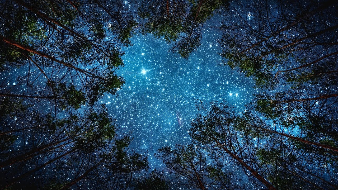 A Quiet Star Above the Forest Canopy🌙