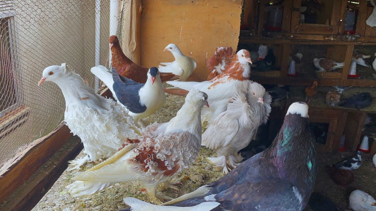 Finding Joy & wellness with Peaceful pigeons - Emotional journey of raising pigeons eggs to flying