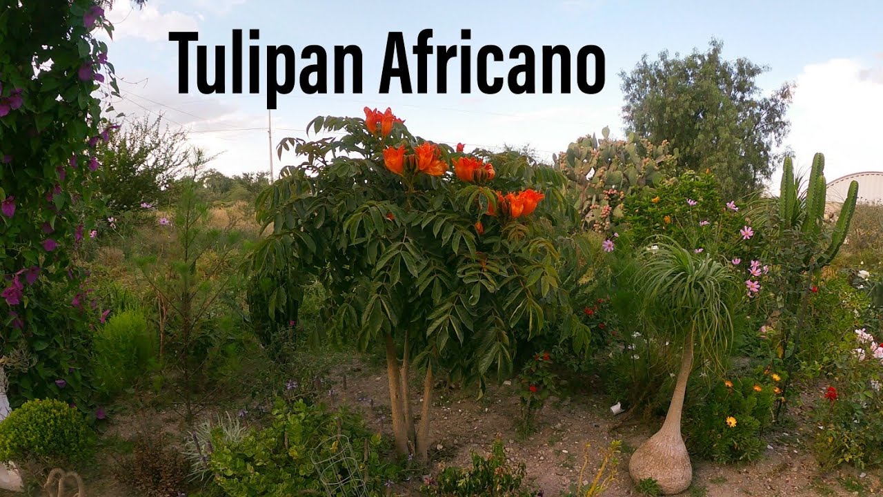 tulipan africano cuidados basicos.