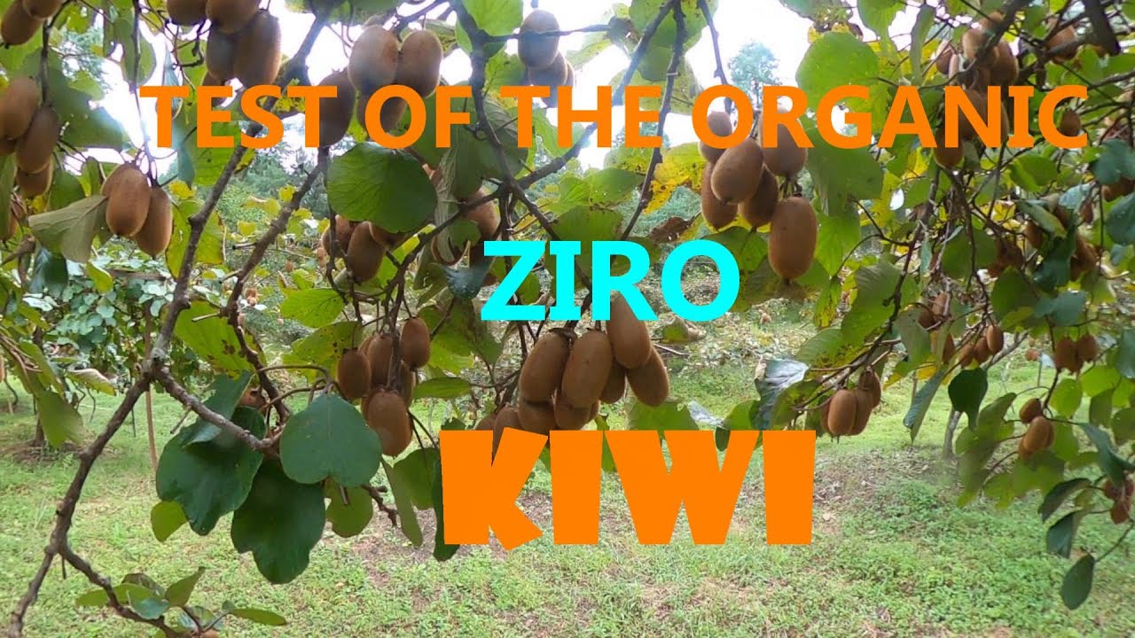 KIWI FARMING SUCCESS STORY OF || ZIRO VALLEY || ARUNACHAL PRADESH || NORTH EAST INDIA