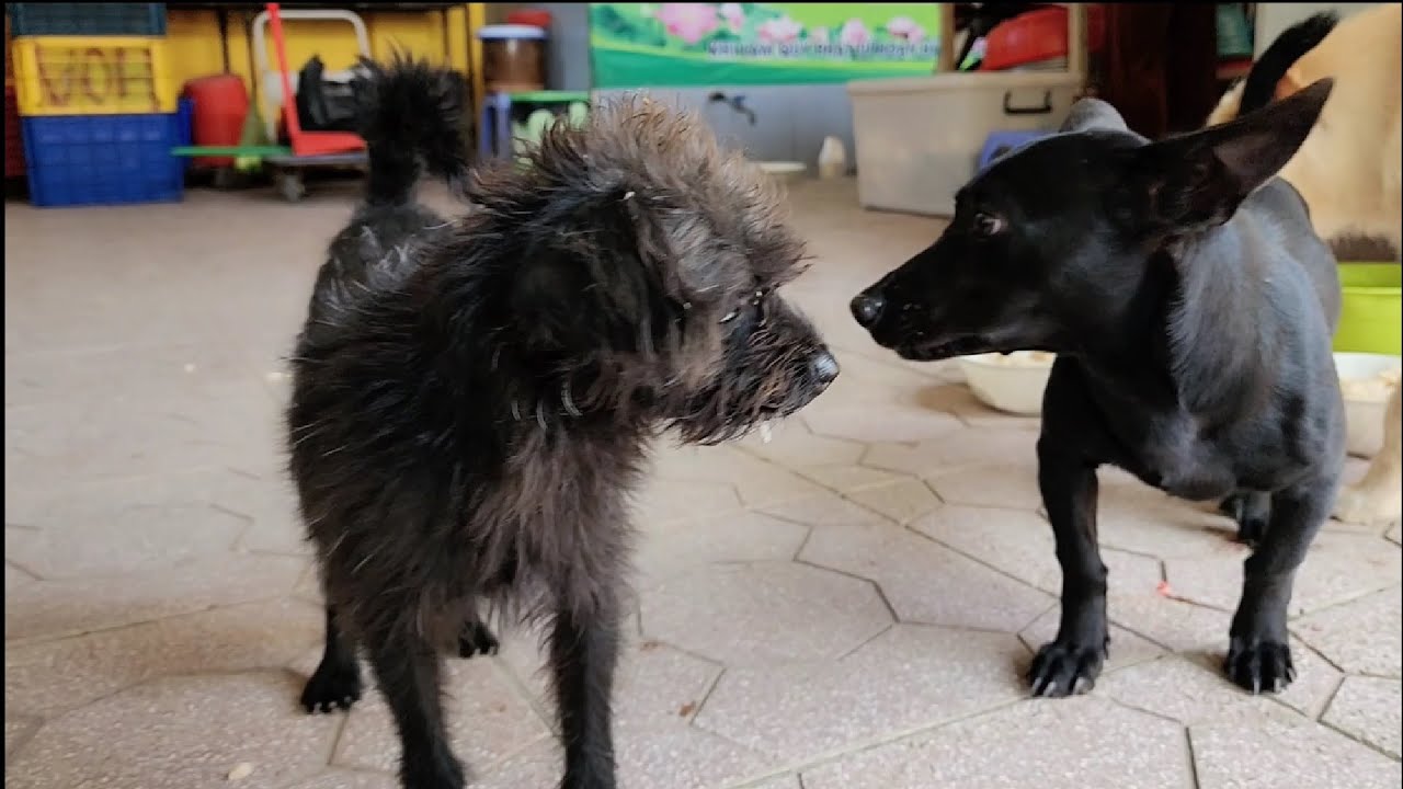 Handicapped Dog and Friends Barking to Stranger When Eating | Viral Dog