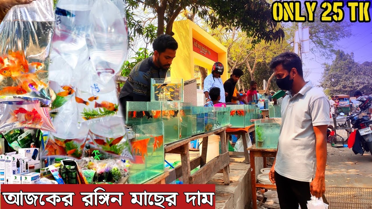 Aquarium Fish Price In Mirpur 2024| 🐠🐠Aquarium Fish Price | Aquarium | Aquarium Fish Price In BD🐠🐠