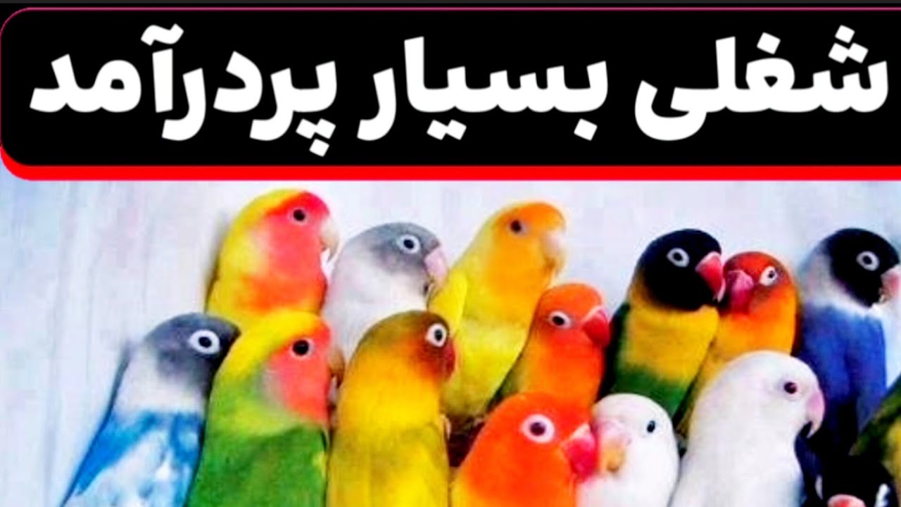 دنبال شغل  واقعی راحت و پردرآمدی ویدیو رو اصلا از دست نده 