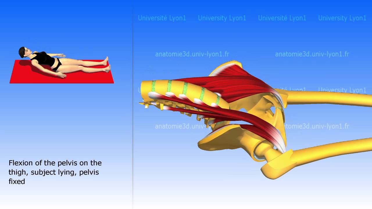 Iliopsoas