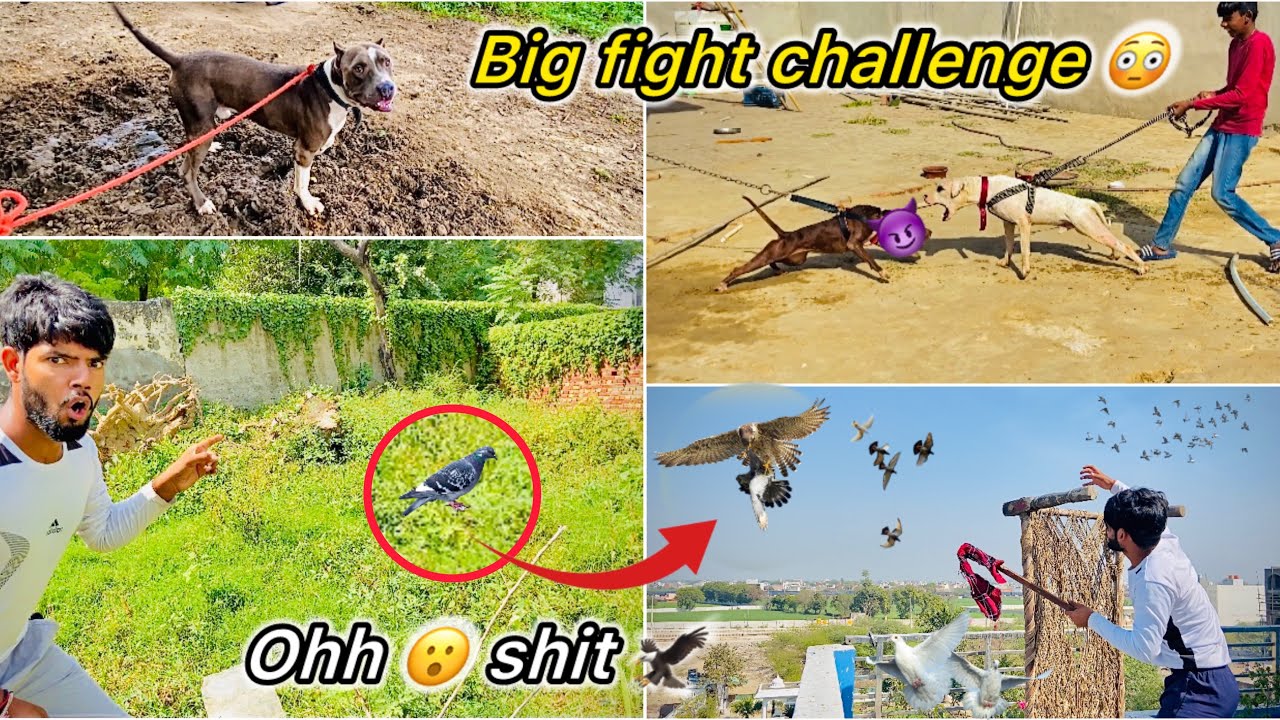 Baaz ne Pakd liya kabutar 🥺 || Heavy Pitbull Vs Jack pitbull dog Fight 😮