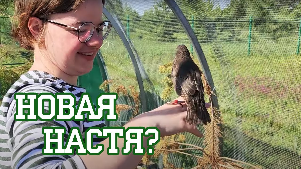 Дрозды переходят в жрущий лежим
