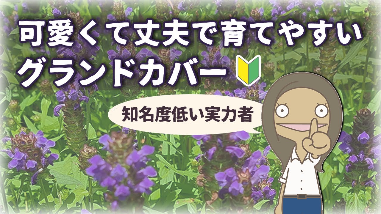 【🔰みんな知らない】プルネラブルガリスの特徴と育て方を紹介するアニメ|ウツボ草  植物編-95