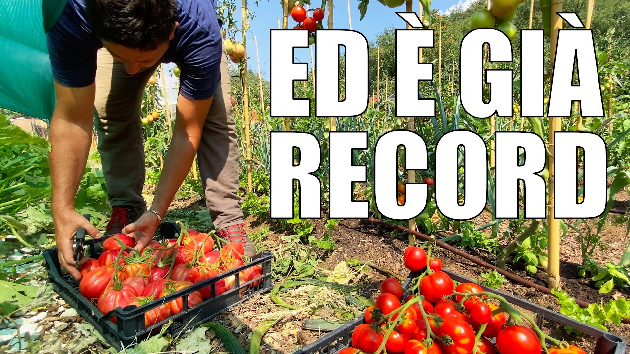 🍅🍅🍅 Raccolto MIRACOLOSO di POMODORI 🍅🍅🍅