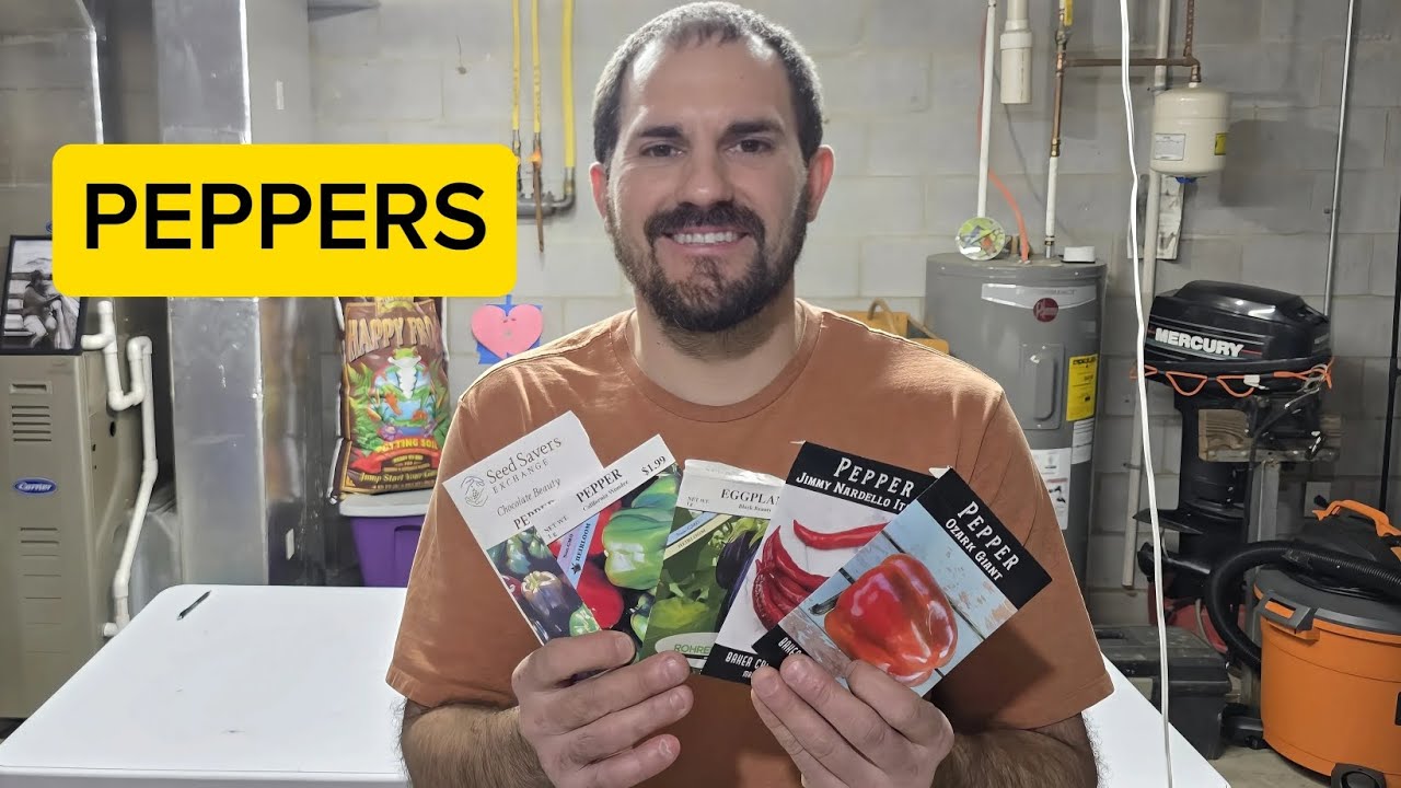 Starting my Pepper seeds - step by step !