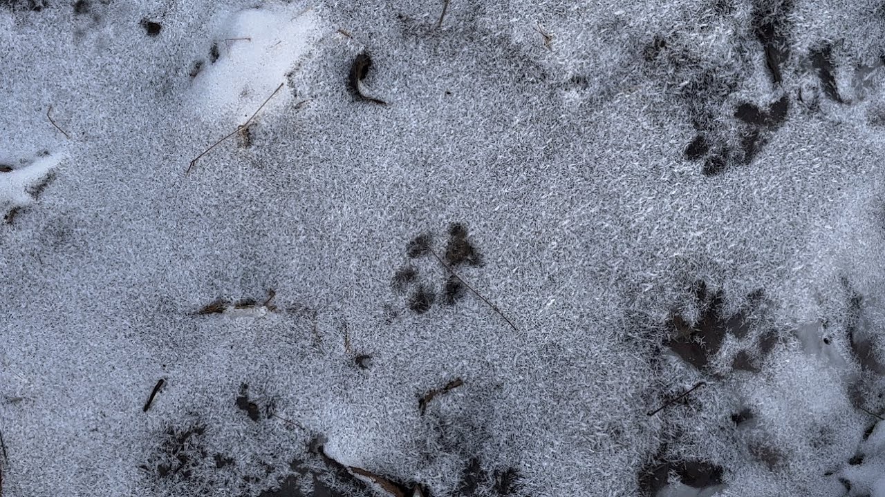 Setting For Fisher, Fox, Coyote, and Bobcat In Pa (2022/2023) Season