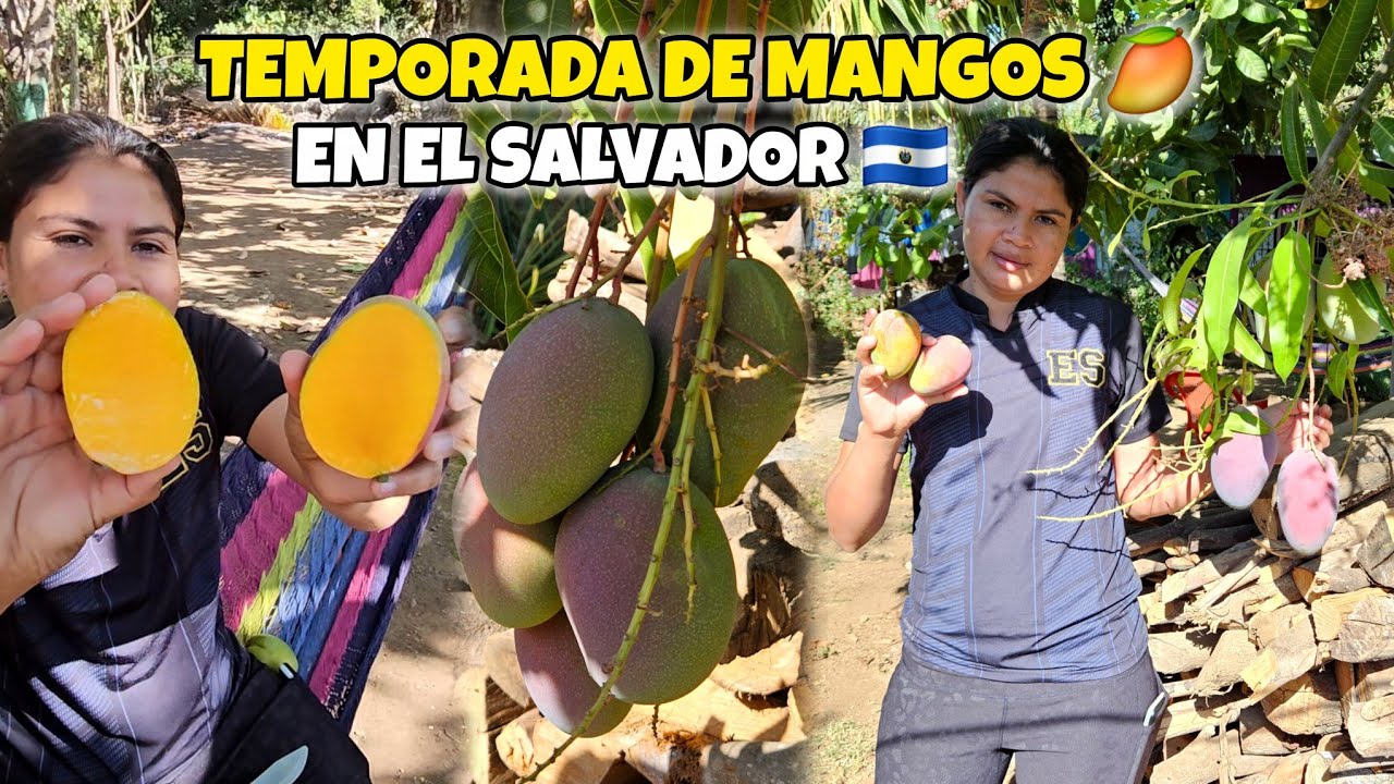 CLASES DE MANGOS🥭 QUE TENEMOS EN CASA...Inicio de TEMPORADA 