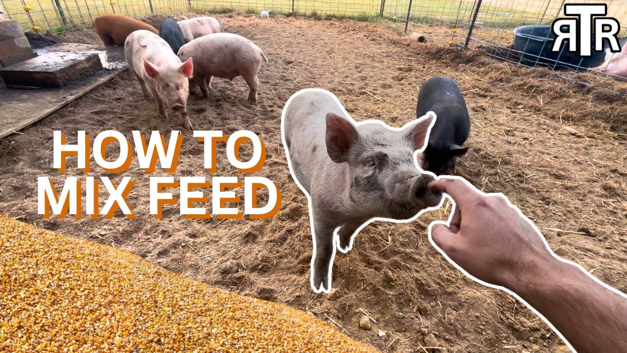 How to Mix Your Own Pig Feed!