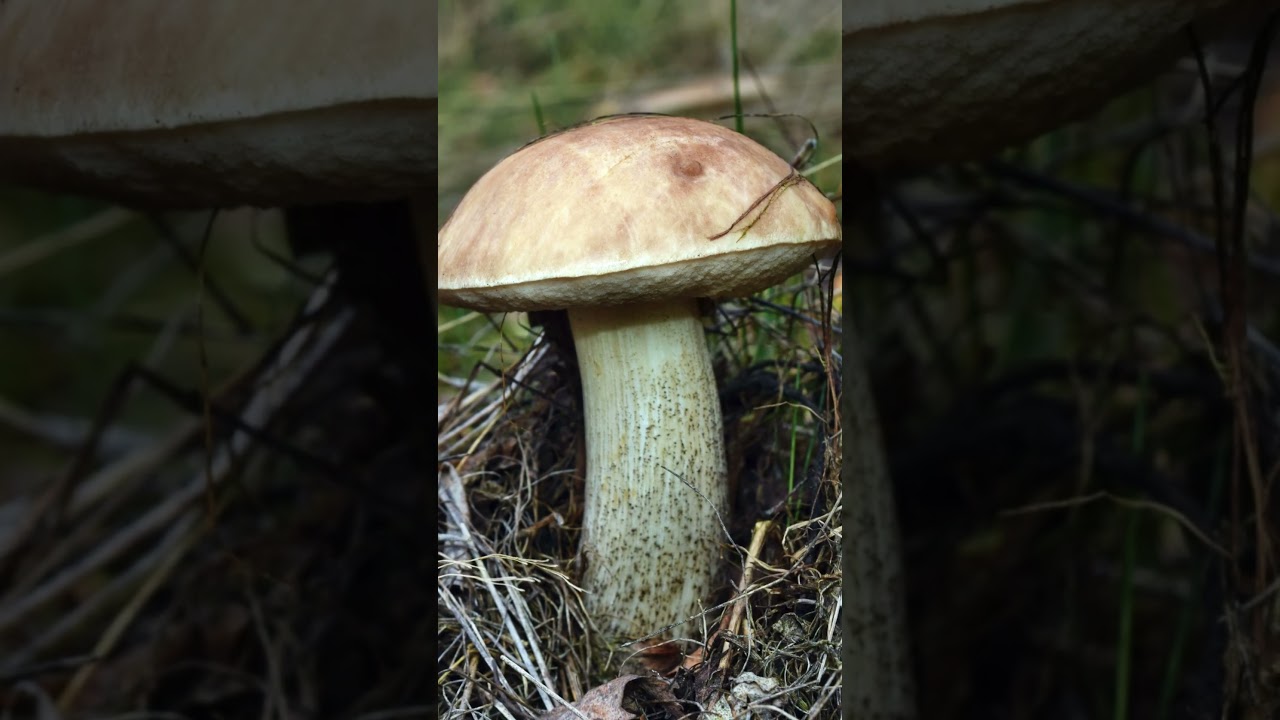 Koźlarz babka Leccinum scabrum #shorts