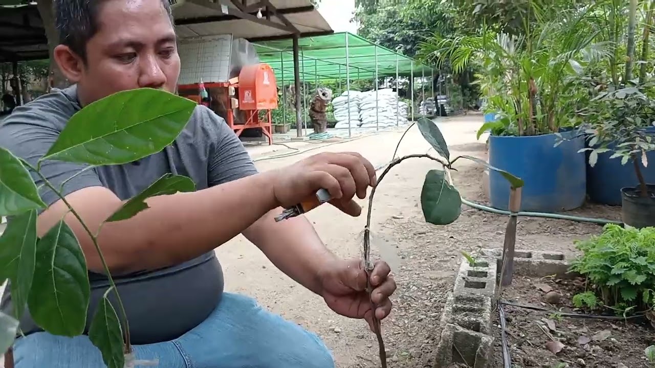 # jack fruit Inarching/ air layering